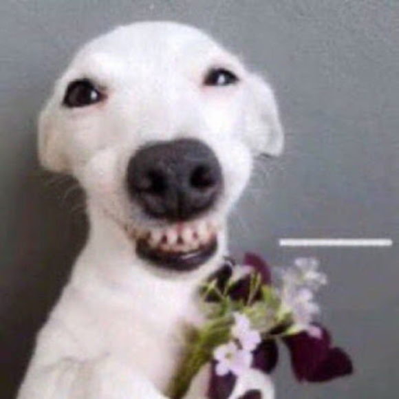 Meet your Posher, Aubrey - Picture 1 of 1